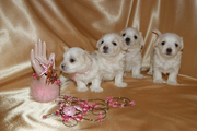 В Томске продаются белоснежные щенки мальтезе.