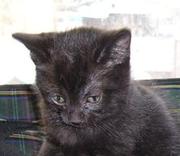 Двухмесячный котенок - мальчик,  черного цвета