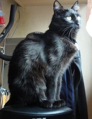 Потерялась чёрная кошка
