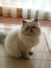Отдам породистую персидскую кошку с родословной